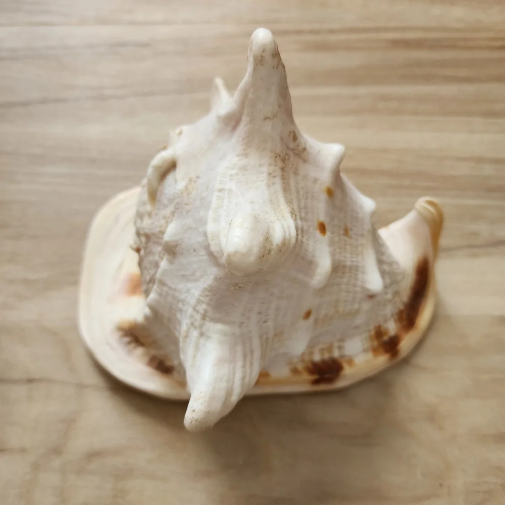Large Seashell Decor - Picture 2 of 6